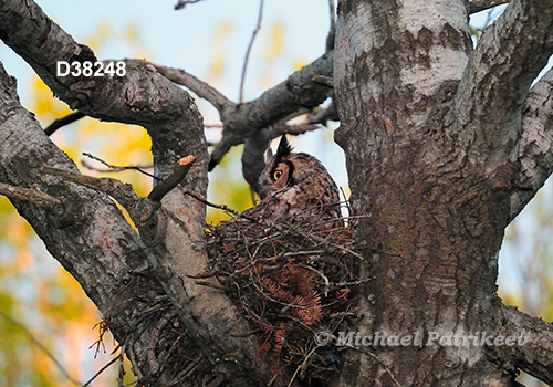 Bubo virginianus